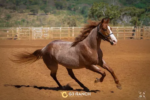 Rencontre avec Damien Lambert, photographe et cinéaste spécialisé dans l'équitation western