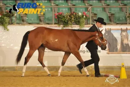 Rencontre avec Julian Froissard, entraineur de Showmanship