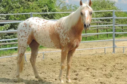 Le Poney des Amériques (Pony of the America), avec l’élevage MacQuart