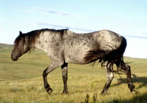 Le Nokota, avec le Nokota Ranch