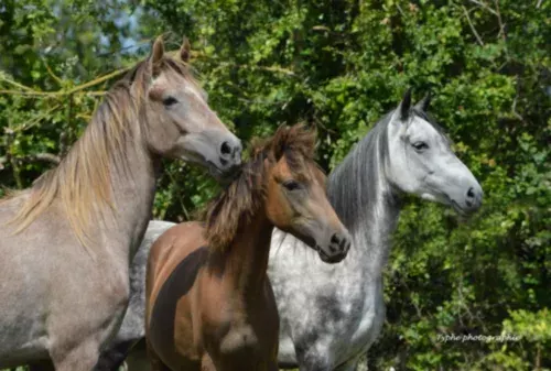 Le Paso Fino, avec l’élevage Del Oro