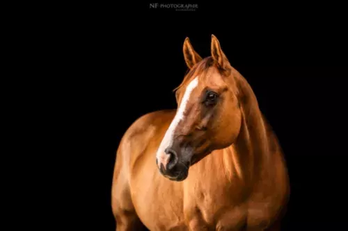 Le Quarter Horse, avec l'AFQH