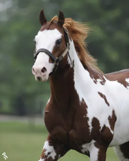 Le Paint Horse, avec l'APHA