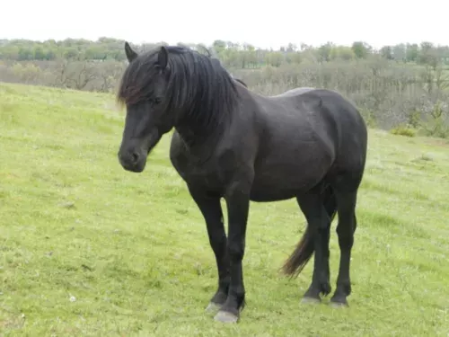 Le Cheval Canadien, avec le CC Frenchy Ranch