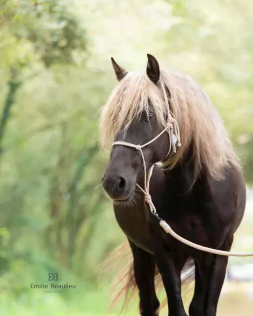 Le Morgan Horse, avec l’élevage du Domaine Del Ael