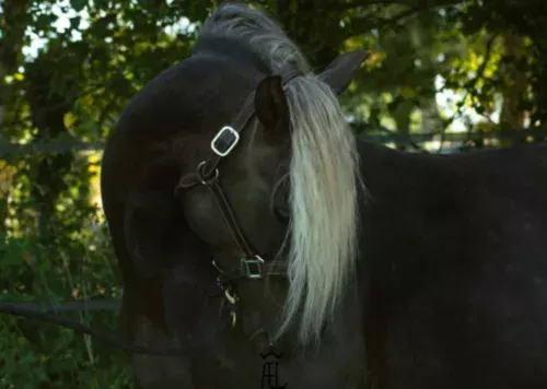 Credit photo