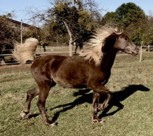 Le Rocky Mountain Horse, avec la Ferme Equestre de Valbertier