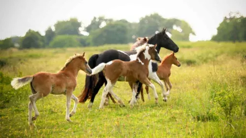Le Quarter Pony, avec l'AFQP