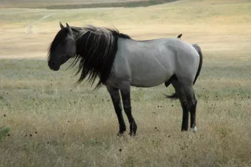 Le Spanish Mustang, avec le Nokota-Ranch