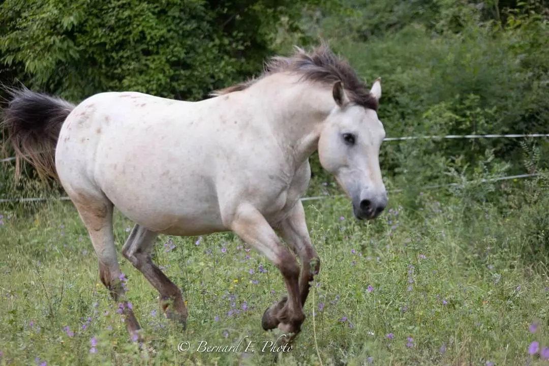 Rencontre avec Béatrice Isnard et le MéloBéa Ranch