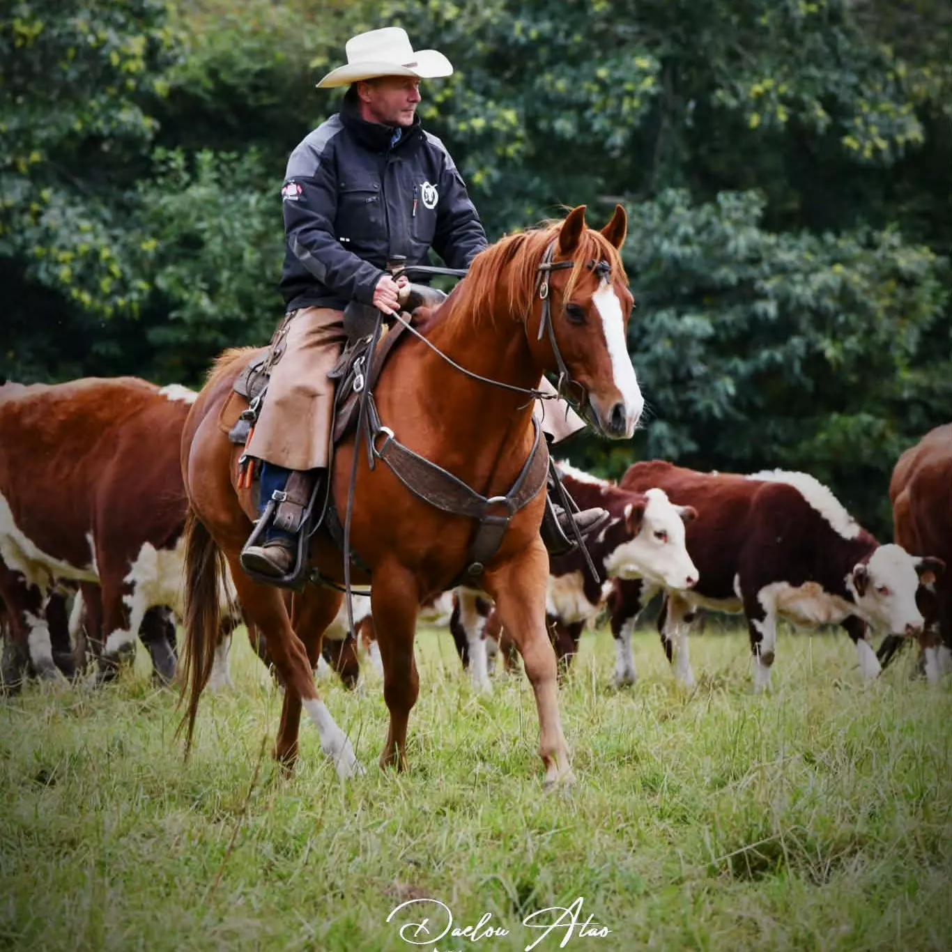 Didier Dubrui, éleveur et homme de cheval au DD Ranch Work