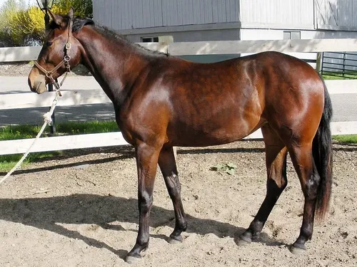 American Warmblood