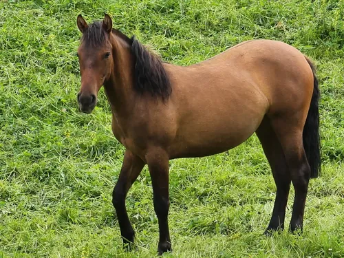 Chilean Corralero