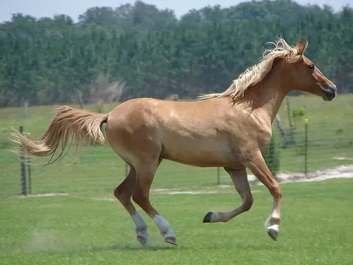 Galiceño